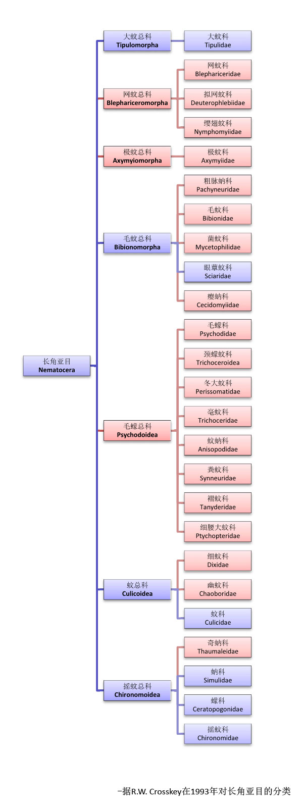 crosskey的長角亞目分類