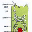 細胞運輸