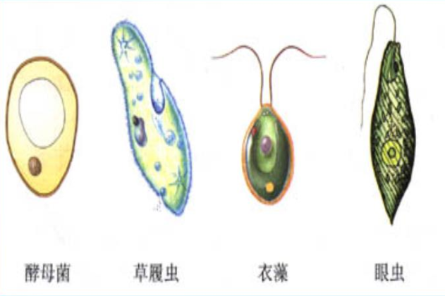 細胞生物