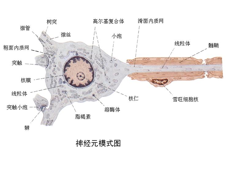 施萬細胞