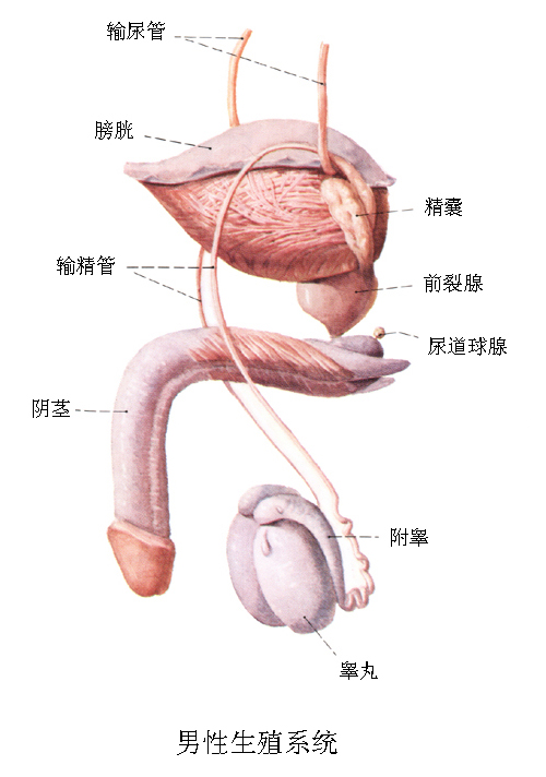 顯微鏡下微創輸精管附睪吻合術