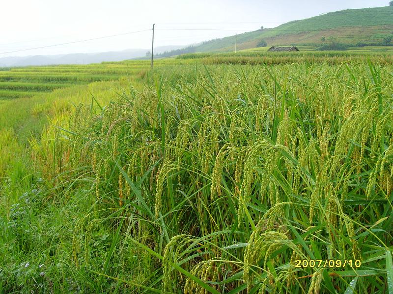 南東丫口自然村