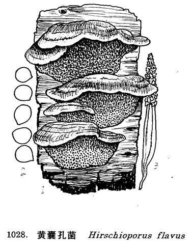 黃囊孔菌