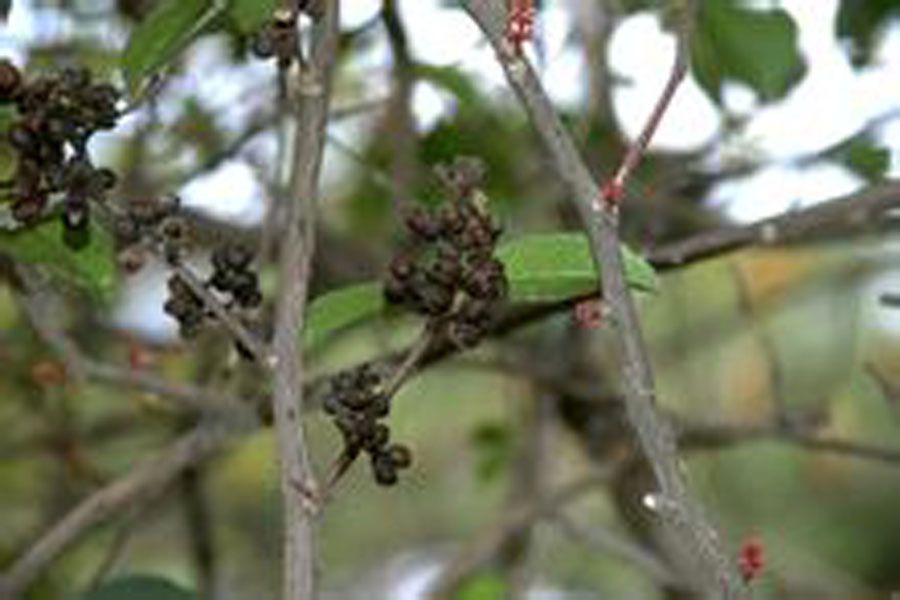 針邊蜆殼花椒