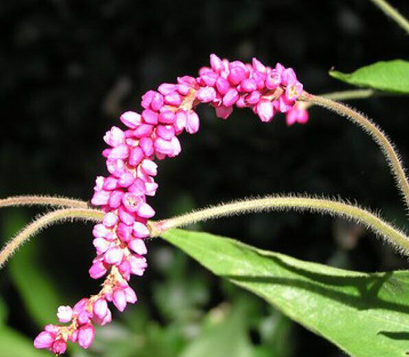 毛蓼(植物)