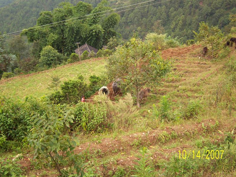 打虎山自然村