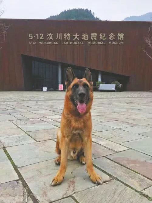 沈虎(軍犬)