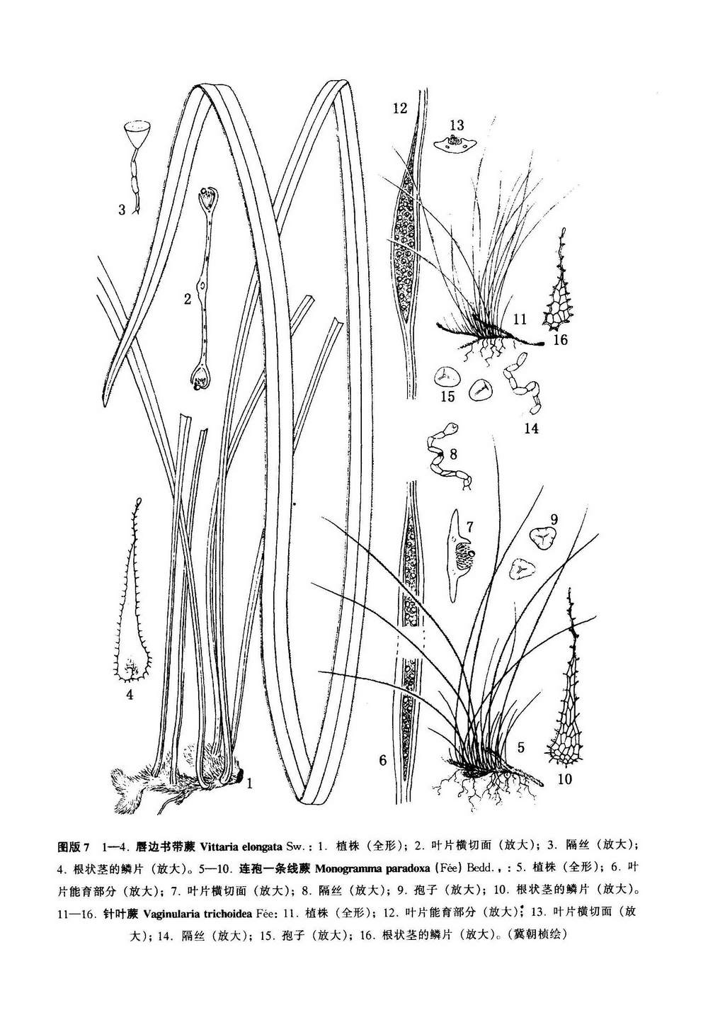 連孢一條線蕨