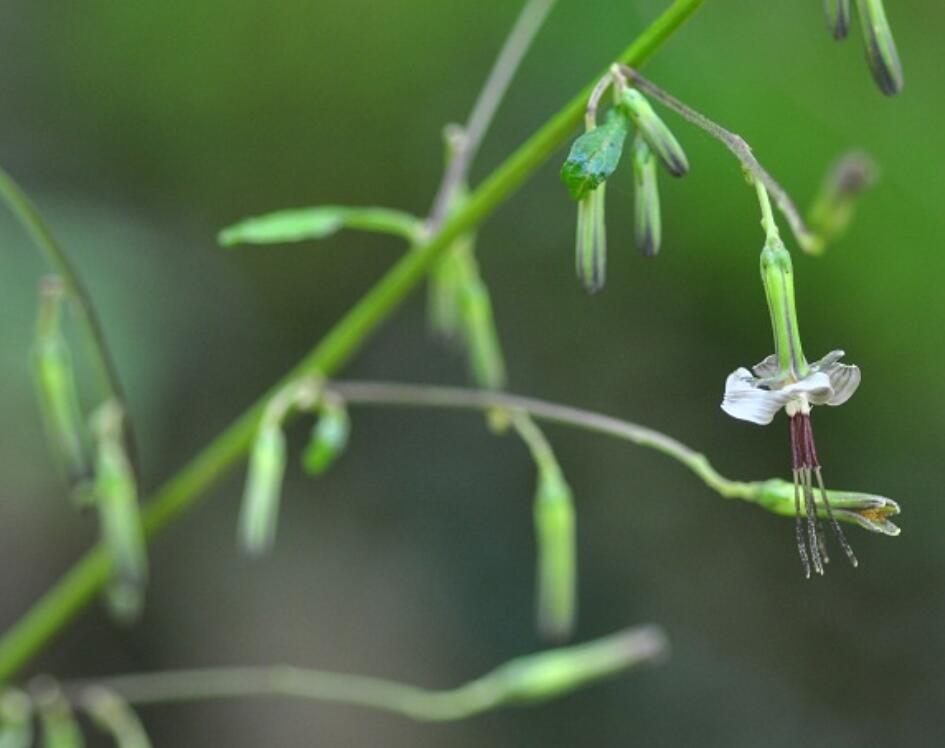 福王草屬