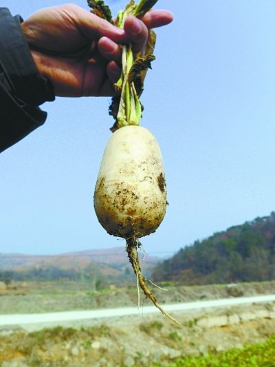 黃陂脈地灣蘿蔔