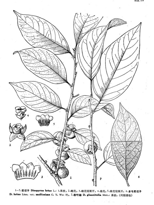 粉葉柿（原變種）