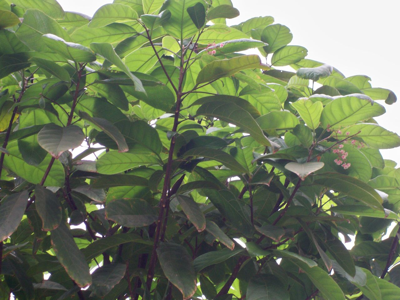 平婆樹枝葉和花