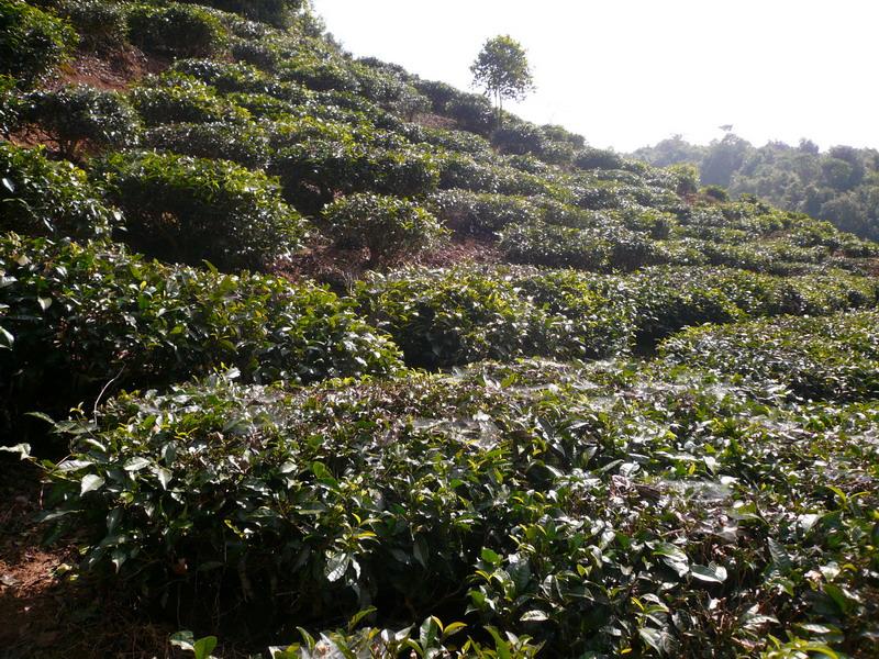 種植業（茶葉）