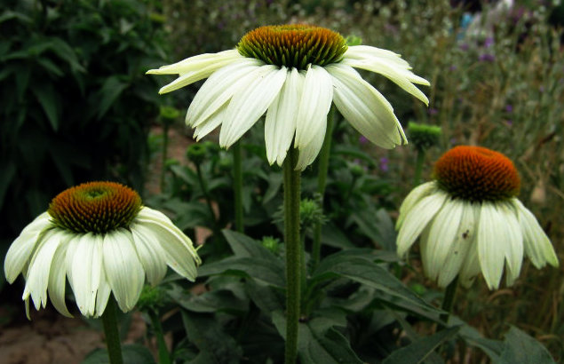 白花松果菊