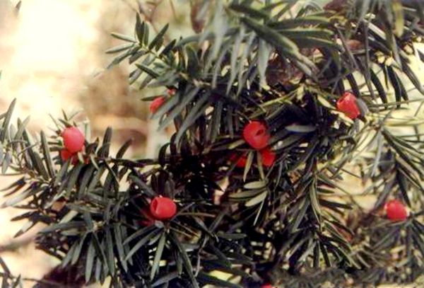 東北紅豆杉(黑龍江東北紅豆杉)