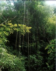 卡皮瓦拉山國家公園