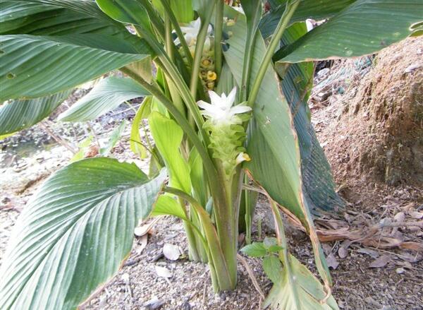 薑黃（Curcuma longa L.）