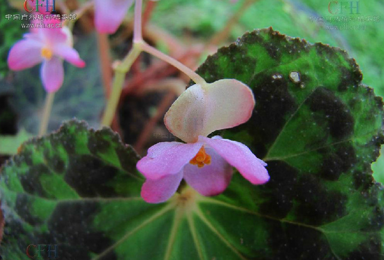 木里秋海棠