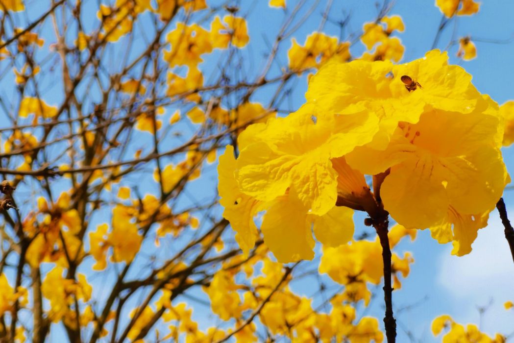 黃花風鈴木18