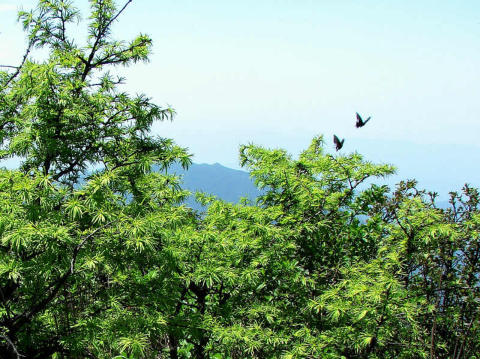 龍山金錢松