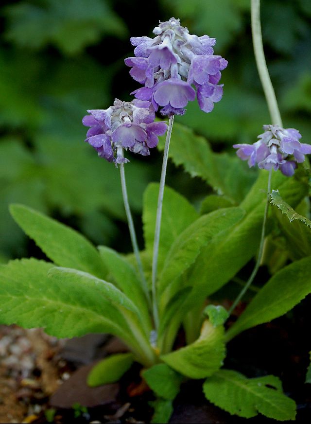 垂花報春