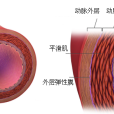 運動調控血管功能