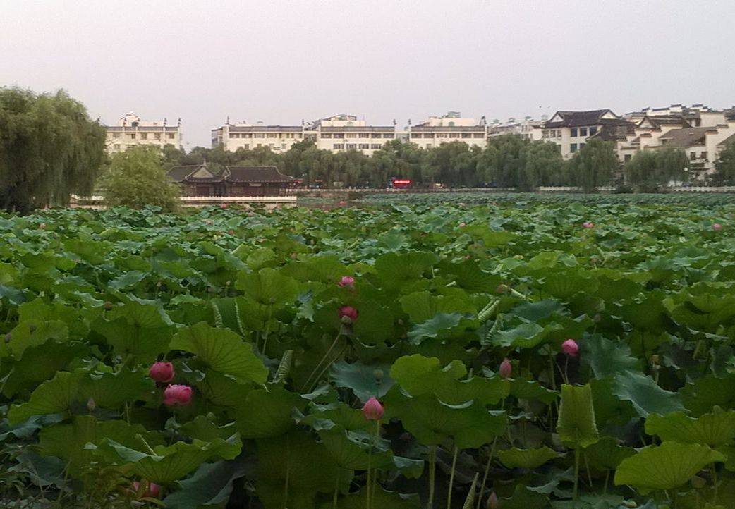 肇慶荷花池