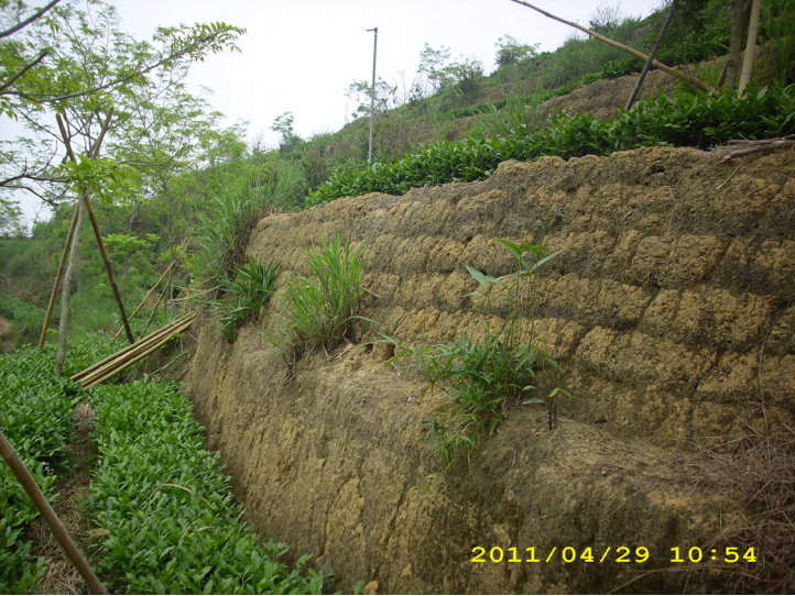 光照人茶園是水土保護典範