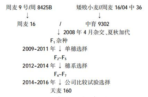 天麥160