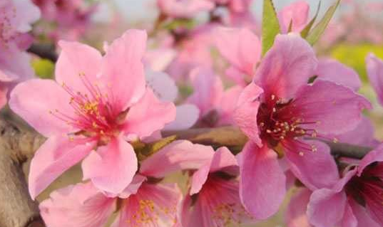 桃花園