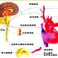心血管活動的神經體液調節