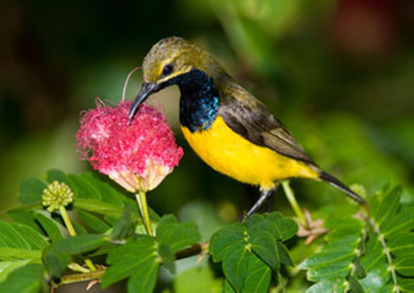 花蜜鳥科