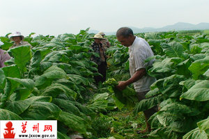 寨里河鄉