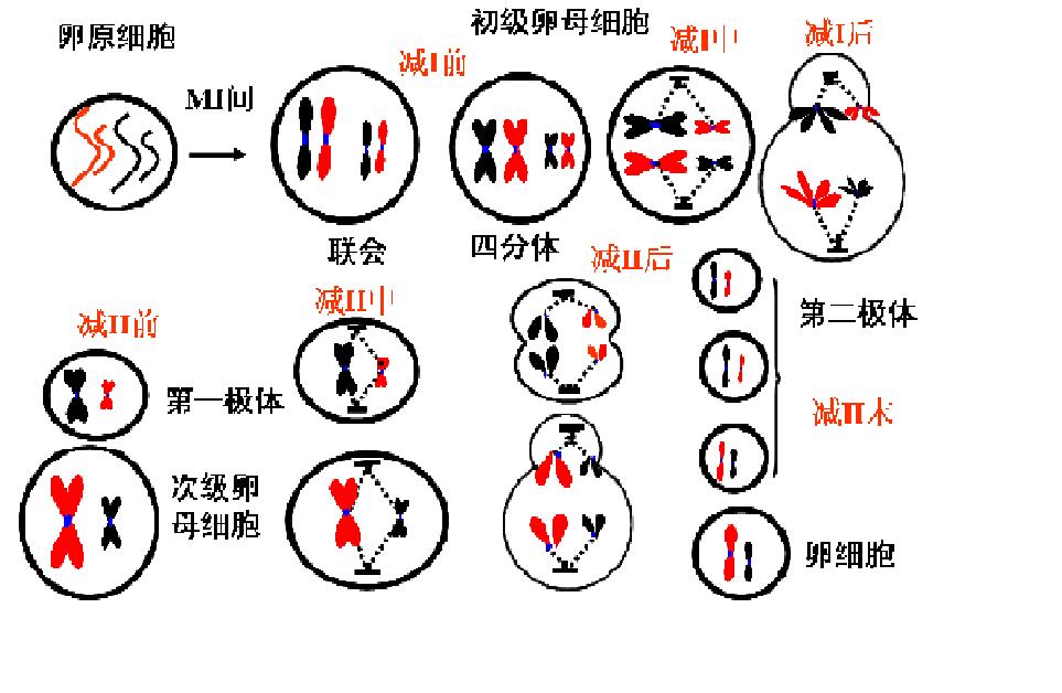 T染色體