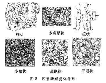 方錐珊瑚