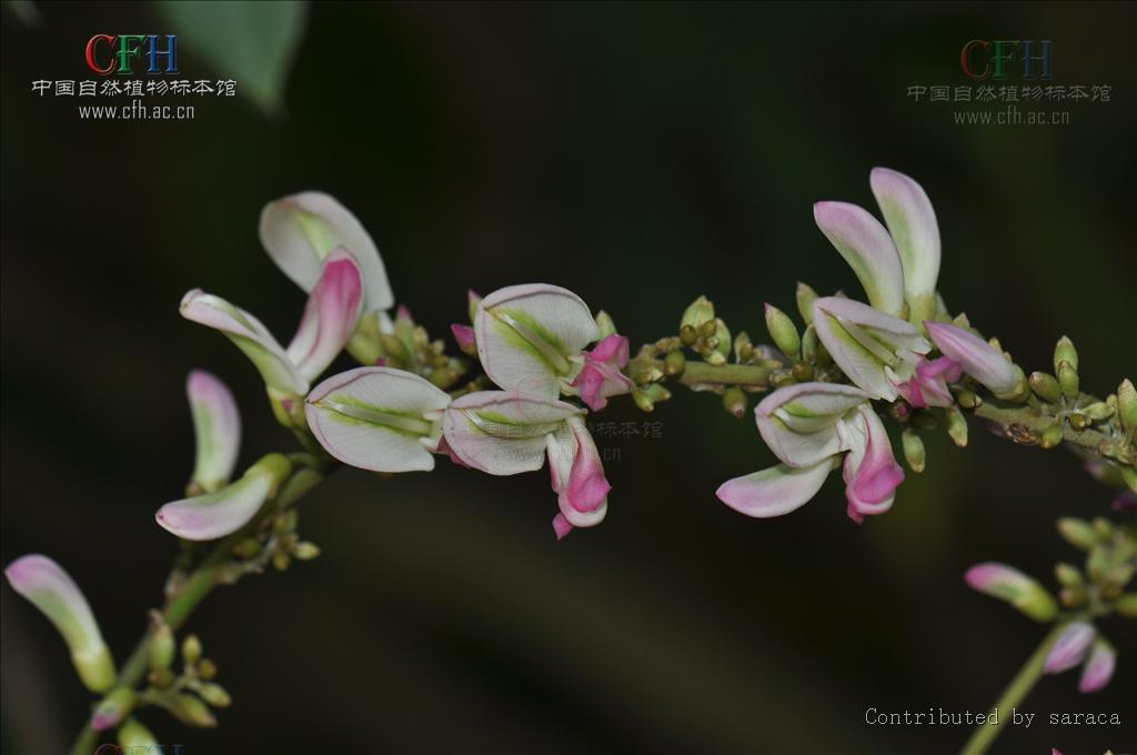 須彌葛(喜馬拉雅葛藤)