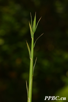 毛花酸竹 Acidosasa purpurea