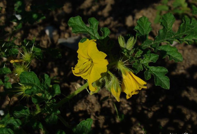 黃花刺茄