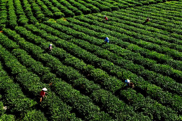 白沙綠茶園