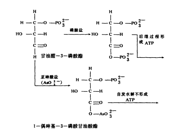 砷（Ⅲ）干擾ATP磷酸化作甩產生的過程