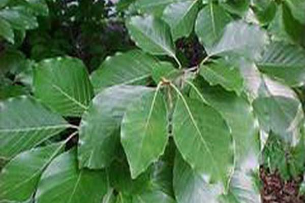 Fagus sylvatica