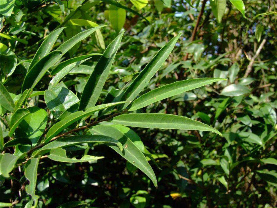 小葉五月茶