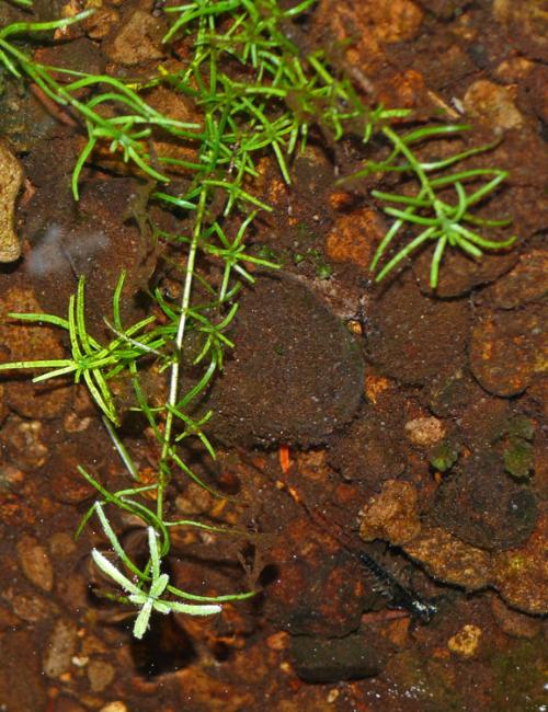 水茫草屬