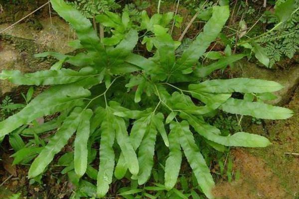 海金沙草(植物名稱)