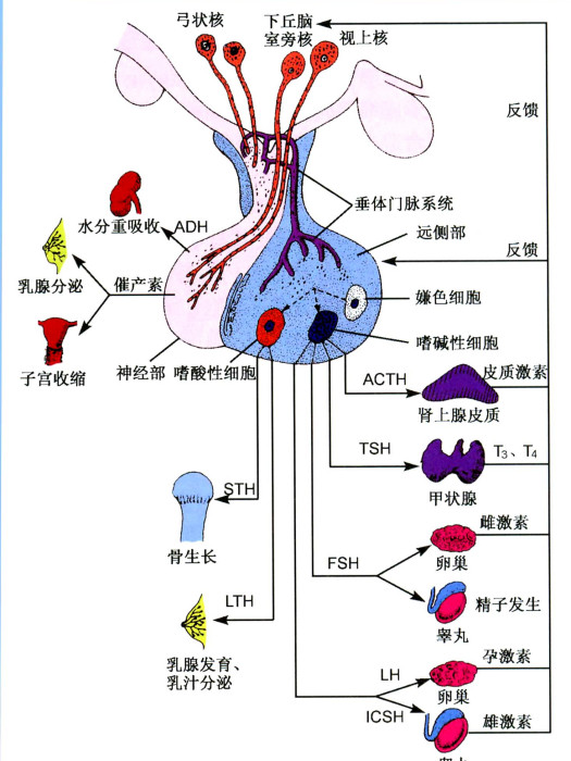 內分泌不孕(內分泌性不孕)