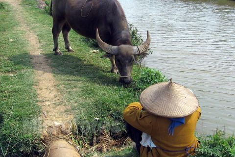 放牧山區水牛