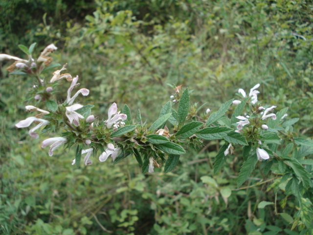 鏨菜(管狀花目益母草屬植物)