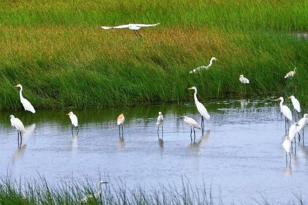 雁鳴湖濕地生態公園