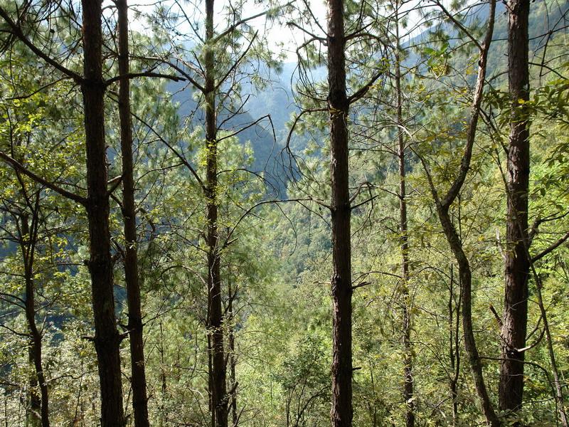 阿克山村生態林