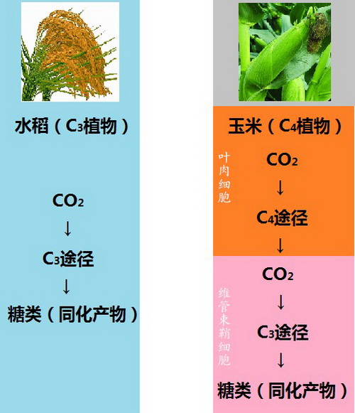 碳四基因